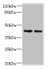 Western blot<br />
 All lanes: CHID1 antibody at 0.2µg/ml<br />
 Lane 1: Hela whole cell lysate<br />
 Lane 2: U251 whole cell lysate<br />
 Secondary<br />
 Goat polyclonal to rabbit IgG at 1/10000 dilution<br />
 Predicted band size: 45, 48, 42 kDa<br />
 Observed band size: 45 kDa<br />