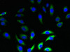 Immunofluorescent analysis of A549 cells using CSB-PA884422LA01HU at dilution of 1:100 and Alexa Fluor 488-congugated AffiniPure Goat Anti-Rabbit IgG (H+L)