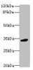 Western blot<br />
 All lanes: C10orf54 antibody at 4µg/ml + Mouse liver tissue<br />
 Secondary<br />
 Goat polyclonal to rabbit IgG at 1/10000 dilution<br />
 Predicted band size: 34 kDa<br />
 Observed band size: 34 kDa<br />