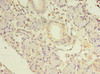 Immunohistochemistry of paraffin-embedded human pancreatic tissue using CSB-PA885767LA01HU at dilution of 1:100