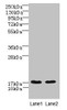 Western blot<br />
 All lanes: CNIH4 antibody at 0.3µg/ml<br />
 Lane 1: A431 whole cell lysate<br />
 Lane 2: U251 whole cell lysate<br />
 Secondary<br />
 Goat polyclonal to rabbit IgG at 1/10000 dilution<br />
 Predicted band size: 17, 11 kDa<br />
 Observed band size: 17 kDa<br />