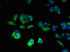 Immunofluorescent analysis of HepG2 cells using CSB-PA885782LA01HU at dilution of 1:100 and Alexa Fluor 488-congugated AffiniPure Goat Anti-Rabbit IgG (H+L)