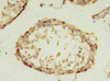 Immunohistochemistry of paraffin-embedded human testis tissue using CSB-PA887162LA01HU at dilution of 1:100 Immunohistochemistry of paraffin-embedded human testis tissue using CSB-PA887162LA01HU at dilution of 1:100