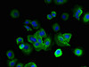 Immunofluorescent analysis of MCF-7 cells using CSB-PA888027LA01HU at dilution of 1:100 and Alexa Fluor 488-congugated AffiniPure Goat Anti-Rabbit IgG (H+L) Immunofluorescent analysis of MCF-7 cells using CSB-PA888027LA01HU at dilution of 1:100 and Alexa Fluor 488-congugated AffiniPure Goat Anti-Rabbit IgG (H+L)