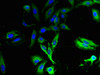 Immunofluorescent analysis of Hela cells using CSB-PA889153LA01HU at dilution of 1:100 and Alexa Fluor 488-congugated AffiniPure Goat Anti-Rabbit IgG (H+L)