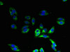 Immunofluorescent analysis of HepG2 cells using CSB-PA889181LA01HU at dilution of 1:100 and Alexa Fluor 488-congugated AffiniPure Goat Anti-Rabbit IgG (H+L)