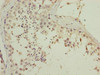Immunohistochemistry of paraffin-embedded human testis tissue using CSB-PA890676LA01HU at dilution of 1:100