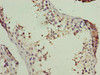 Immunohistochemistry of paraffin-embedded human testis tissue using CSB-PA890731LA01HU at dilution of 1:100