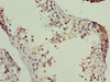 Immunohistochemistry of paraffin-embedded human testis tissue using CSB-PA890731LA01HU at dilution of 1:100