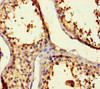 Immunohistochemistry of paraffin-embedded human testis tissue using CSB-PA890743HA01HU at dilution of 1:100