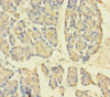 Immunohistochemistry of paraffin-embedded human pancreatic tissue using CSB-PA890917LA01HU at dilution of 1:100
