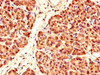 Immunohistochemistry of paraffin-embedded human pancreatic tissue using CSB-PA890920LA01HU at dilution of 1:100