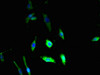 Immunofluorescent analysis of U251 cells using CSB-PA890925LA01HU at dilution of 1:100 and Alexa Fluor 488-congugated AffiniPure Goat Anti-Rabbit IgG (H+L)