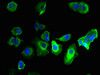 Immunofluorescent analysis of MCF-7 cells using CSB-PA891564LA01HU at dilution of 1:100 and Alexa Fluor 488-congugated AffiniPure Goat Anti-Rabbit IgG (H+L)