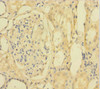 Immunohistochemistry of paraffin-embedded human kidney tissue using CSB-PA891566LA01HU at dilution of 1:100