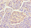 Immunohistochemistry of paraffin-embedded human pancreatic tissue using CSB-PA891566LA01HU at dilution of 1:100