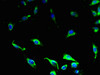 Immunofluorescent analysis of U251 cells using CSB-PA891571LA01HU at dilution of 1:100 and Alexa Fluor 488-congugated AffiniPure Goat Anti-Rabbit IgG (H+L)