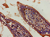 Immunohistochemistry of paraffin-embedded human small intestine tissue using CSB-PA891730LA01HU at dilution of 1:100