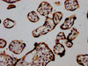 IHC image of CSB-PA891731LA01HU diluted at 1:1200 and staining in paraffin-embedded human placenta tissue performed on a Leica BondTM system. After dewaxing and hydration, antigen retrieval was mediated by high pressure in a citrate buffer (pH 6.0) . Section was blocked with 10% normal goat serum 30min at RT. Then primary antibody (1% BSA) was incubated at 4°C overnight. The primary is detected by a biotinylated secondary antibody and visualized using an HRP conjugated SP system.