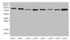 Western blot<br />
 All lanes: Protein argonaute-2 antibody at 2µg/ml<br />
 Lane 1: A549 whole cell lysate<br />
 Lane 2: Jurkats whole cell lysate<br />
 Lane 3: MCF-7 whole cell lysate<br />
 Lane 4: HepG2 whole cell lysate<br />
 Lane 5: Raw264.7 whole cell lysate<br />
 Lane 6: K562 whole cell lysate<br />
 Lane 7: Mouse liver tissue<br />
 Lane 8: Mouse kidney tissue<br />
 Secondary<br />
 Goat polyclonal to rabbit IgG at 1/10000 dilution<br />
 Predicted band size: 98, 94 kDa<br />
 Observed band size: 94 kDa<br />