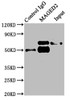 Immunoprecipitating MAGED2 in HepG2 whole cell lysate<br />
 Lane 1: Rabbit control IgG instead of CSB-PA891976LA01HU in HepG2 whole cell lysate.
 For western blotting, a HRP-conjugated Protein G antibody was used as the secondary antibody (1/2000) <br />
 Lane 2: CSB-PA891976LA01HU (6µg) + HepG2 whole cell lysate (500µg) <br />
 Lane 3: HepG2 whole cell lysate (20µg) <br />