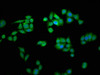 Immunofluorescence staining of PC-3 cells with CSB-PA892143HA01HU at 1:266, counter-stained with DAPI. The cells were fixed in 4% formaldehyde, permeabilized using 0.2% Triton X-100 and blocked in 10% normal Goat Serum. The cells were then incubated with the antibody overnight at 4°C. The secondary antibody was Alexa Fluor 488-congugated AffiniPure Goat Anti-Rabbit IgG (H+L) .