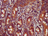 IHC image of CSB-PA892166LA01HU diluted at 1:400 and staining in paraffin-embedded human small intestine tissue performed on a Leica BondTM system. After dewaxing and hydration, antigen retrieval was mediated by high pressure in a citrate buffer (pH 6.0) . Section was blocked with 10% normal goat serum 30min at RT. Then primary antibody (1% BSA) was incubated at 4°C overnight. The primary is detected by a biotinylated secondary antibody and visualized using an HRP conjugated SP system.