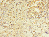Immunohistochemistry of paraffin-embedded human pancreatic tissue using CSB-PA892331LA01HU at dilution of 1:100
