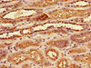Immunohistochemistry of paraffin-embedded human kidney tissue using CSB-PA892349LA01HU at dilution of 1:100