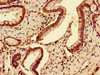 Immunohistochemistry of paraffin-embedded human pancreatic tissue using CSB-PA892349LA01HU at dilution of 1:100