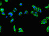 Immunofluorescent analysis of HepG2 cells using CSB-PA892349LA01HU at dilution of 1:100 and Alexa Fluor 488-congugated AffiniPure Goat Anti-Rabbit IgG (H+L)