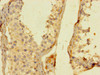 Immunohistochemistry of paraffin-embedded human testis tissue using CSB-PA892366LA01HU at dilution of 1:100