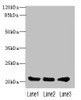 Western blot<br />
 All lanes: PLLP antibody at 4µg/ml<br />
 Lane 1: Mouse gonadal tissue<br />
 Lane 2: Mouse kidney tissue<br />
 Lane 3: Mouse lung tissue<br />
 Secondary<br />
 Goat polyclonal to rabbit IgG at 1/10000 dilution<br />
 Predicted band size: 20 kDa<br />
 Observed band size: 20 kDa<br />