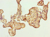 Immunohistochemistry of paraffin-embedded human placenta tissue using CSB-PA896517LA01HU at dilution of 1:100 Immunohistochemistry of paraffin-embedded human placenta tissue using CSB-PA896517LA01HU at dilution of 1:100