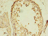 Immunohistochemistry of paraffin-embedded human testis tissue using CSB-PA896555LA01HU at dilution of 1:100