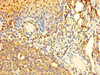 Immunohistochemistry of paraffin-embedded human tonsil tissue using CSB-PA896704LA01HU at dilution of 1:100