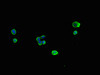 Immunofluorescent analysis of HepG2 cells using CSB-PA896709LA01HU at dilution of 1:100 and Alexa Fluor 488-congugated AffiniPure Goat Anti-Rabbit IgG (H+L)