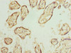 Immunohistochemistry of paraffin-embedded human placenta tissue using CSB-PA897103LA01HU at dilution of 1:100 Immunohistochemistry of paraffin-embedded human placenta tissue using CSB-PA897103LA01HU at dilution of 1:100