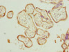 Immunohistochemistry of paraffin-embedded human placenta tissue using CSB-PA897594LA01HU at dilution of 1:100