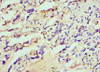 Immunohistochemistry of paraffin-embedded human placenta tissue using CSB-PA010365ESR2HU at dilution of 1:100