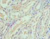 Immunohistochemistry of paraffin-embedded human kidney tissue using CSB-PA022639ESR1HU at dilution of 1:100