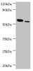 Western blot<br />
 All lanes: RNF8 antibody at 11µg/ml<br />
 Lane 1: Hela whole cell lysate<br />
 Lane 2: 293T whole cell lysate<br />
 Secondary<br />
 Goat polyclonal to rabbit IgG at 1/10000 dilution<br />
 Predicted band size: 56, 11, 51 kDa<br />
 Observed band size: 56 kDa<br />