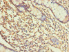 Immunohistochemistry of paraffin-embedded human small intestine tissue using CSB-PA001565ESR1HU at dilution of 1:100