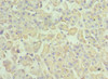 Immunohistochemistry of paraffin-embedded human pancreatic tissue using CSB-PA019211ESR1HU at dilution of 1:100