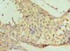 Immunohistochemistry of paraffin-embedded human testis tissue using CSB-PA001984DSR2HU at dilution of 1:100
