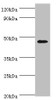 Western blot<br />
 All lanes: GATA3 antibody at 6µg/ml + MCF-7 whole cell lysate<br />
 Secondary<br />
 Goat polyclonal to rabbit IgG at 1/10000 dilution<br />
 Predicted band size: 48, 49 kDa<br />
 Observed band size: 48 kDa<br />