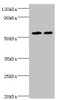 Western blot<br />
 All lanes: ALDH4A1 antibody at 13µg/ml<br />
 Lane 1: K562 whole cell lysate<br />
 Lane 2: 293T whole cell lysate<br />
 Secondary<br />
 Goat polyclonal to rabbit IgG at 1/10000 dilution<br />
 Predicted band size: 62, 56, 57 kDa<br />
 Observed band size: 62 kDa<br />