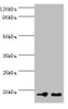 Western blot<br />
 All lanes: NCBP2 antibody at 5µg/ml<br />
 Lane 1: Hela whole cell lysate<br />
 Lane 2: NIH/3T3 whole cell lysate<br />
 Secondary<br />
 Goat polyclonal to rabbit IgG at 1/10000 dilution<br />
 Predicted band size: 19, 16, 12 kDa<br />
 Observed band size: 19 kDa<br />