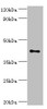 Western blot<br />
 All lanes: Transcription factor Dp-1 antibody at 2µg/ml + HepG2 whole cell lysate<br />
 Secondary<br />
 Goat polyclonal to rabbit IgG at 1/10000 dilution<br />
 Predicted band size: 46, 35 kDa<br />
 Observed band size: 46 kDa<br />