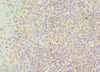 Immunohistochemistry of paraffin-embedded human tonsil tissue using CSB-PA006138DSR1HU at dilution of 1:100